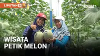 Wisata agro kini sedang tren dan menjadi alternatif untuk mengisi liburan. Salah satunya Wisata Petik Buah Melon di Area Green House Indigen Farm, Sleman, Yogyakarta.