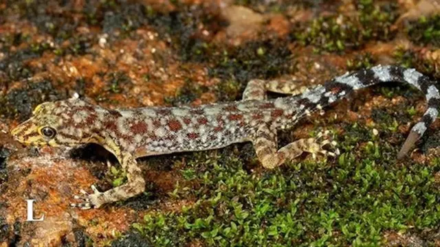 Hewan-hewan Misterius yang Masih Sulit Diteliti untuk Dikenali oleh Ilmuwan