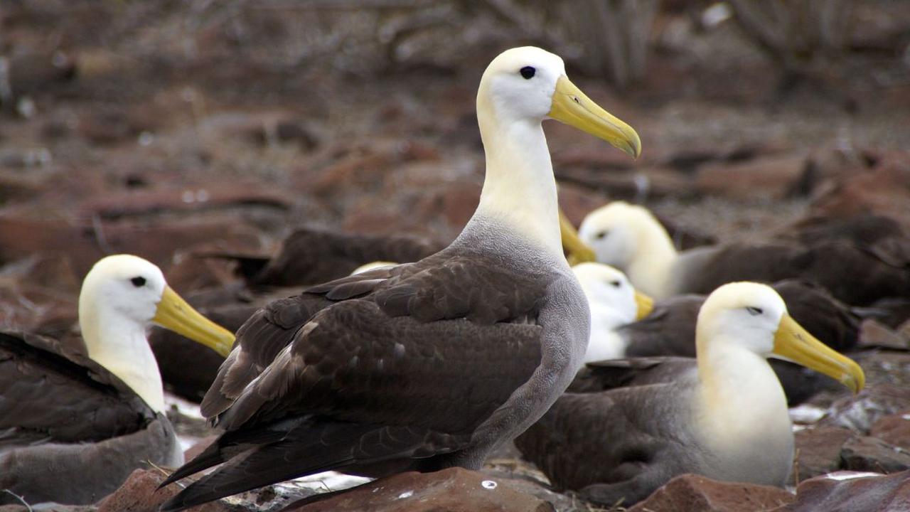 1. Waved Albatross<br>