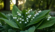 Mengenal Bunga Lily of the Valley, Si Lonceng Putih Simbol Kemurnian Kesayangan Kerajaan Inggris