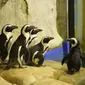 Warga Yogyakarta kini dapat melihat penguin yang berasal dari hibah Kebun Binatang Singapura.