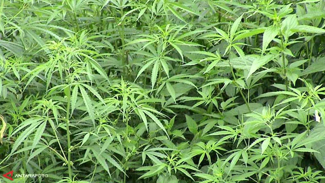 ladang-ganja130301c.jpg