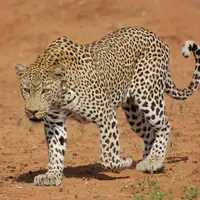 Ilustrasi Macan/https://unsplash.com/Jane Stroebel
