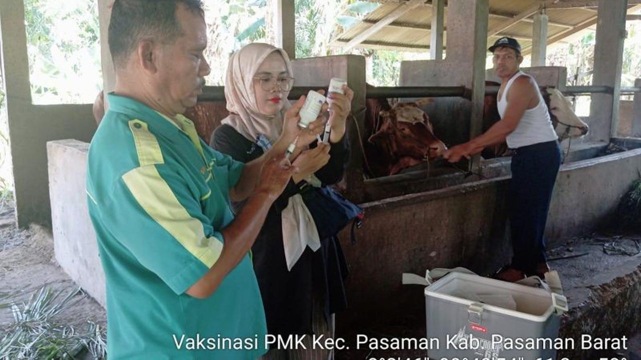 Fakta Unik: Lebih dari 2.900 Sapi di Pasaman Barat Telah Divaksin PMK, Nol Kasus Terkini!