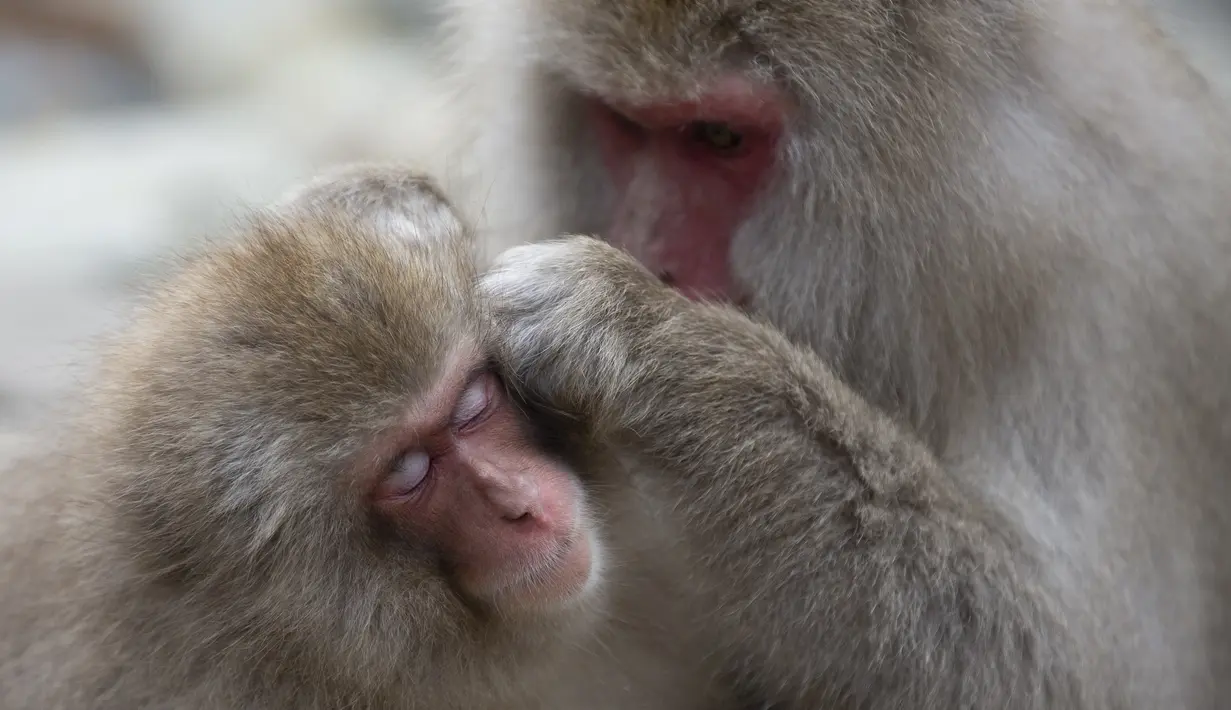 Seekor monyet Jepang yang dikenal sebagai monyet salju merawat monyet lainnya di lembah Jigokudani di Prefektur Nagano, barat laut Tokyo, Sabtu (6/3/2021). Monyet Jepang dapat bertahan di suhu rendah atau musim dingin. (AP Photo/Kiichiro Sato)