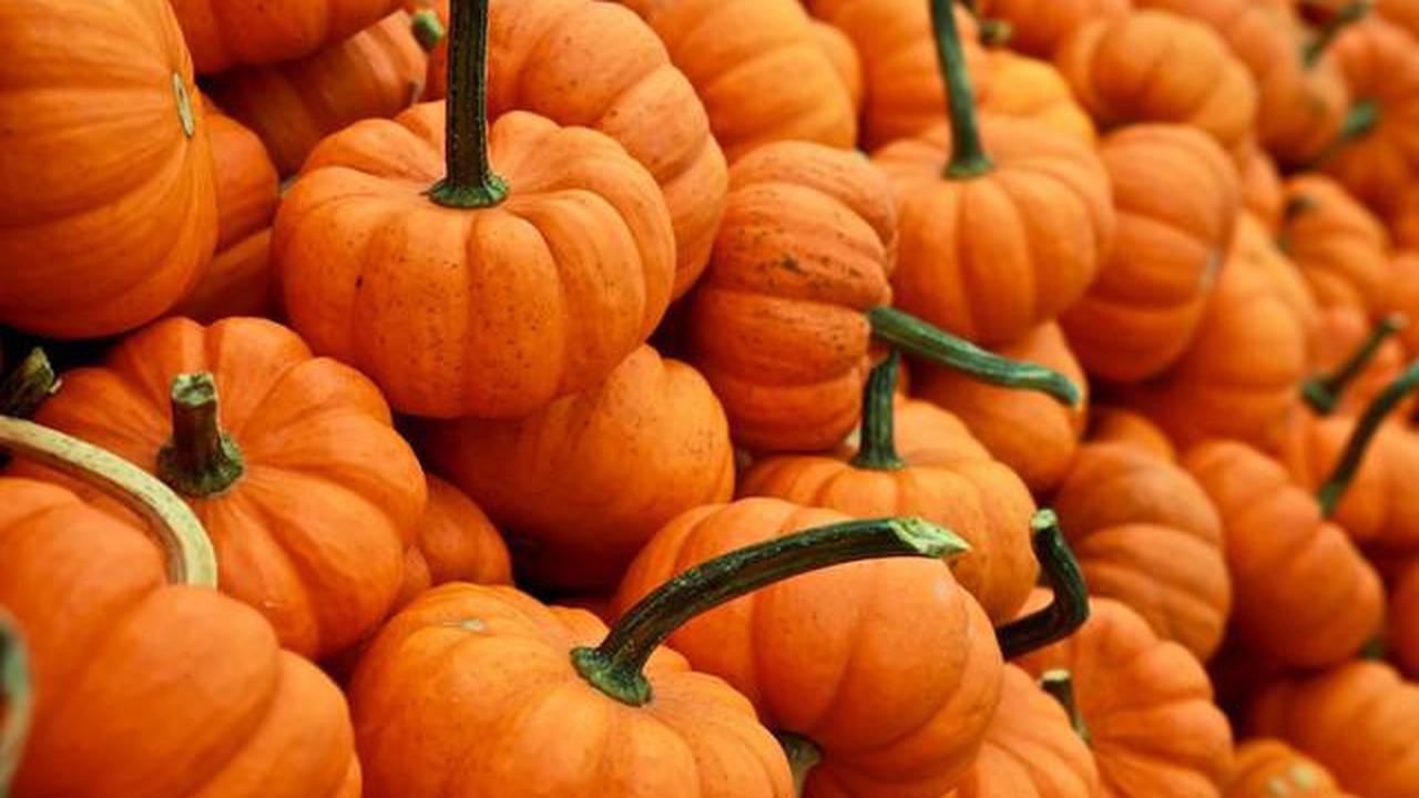 Buah labu kuning atau pumpkin