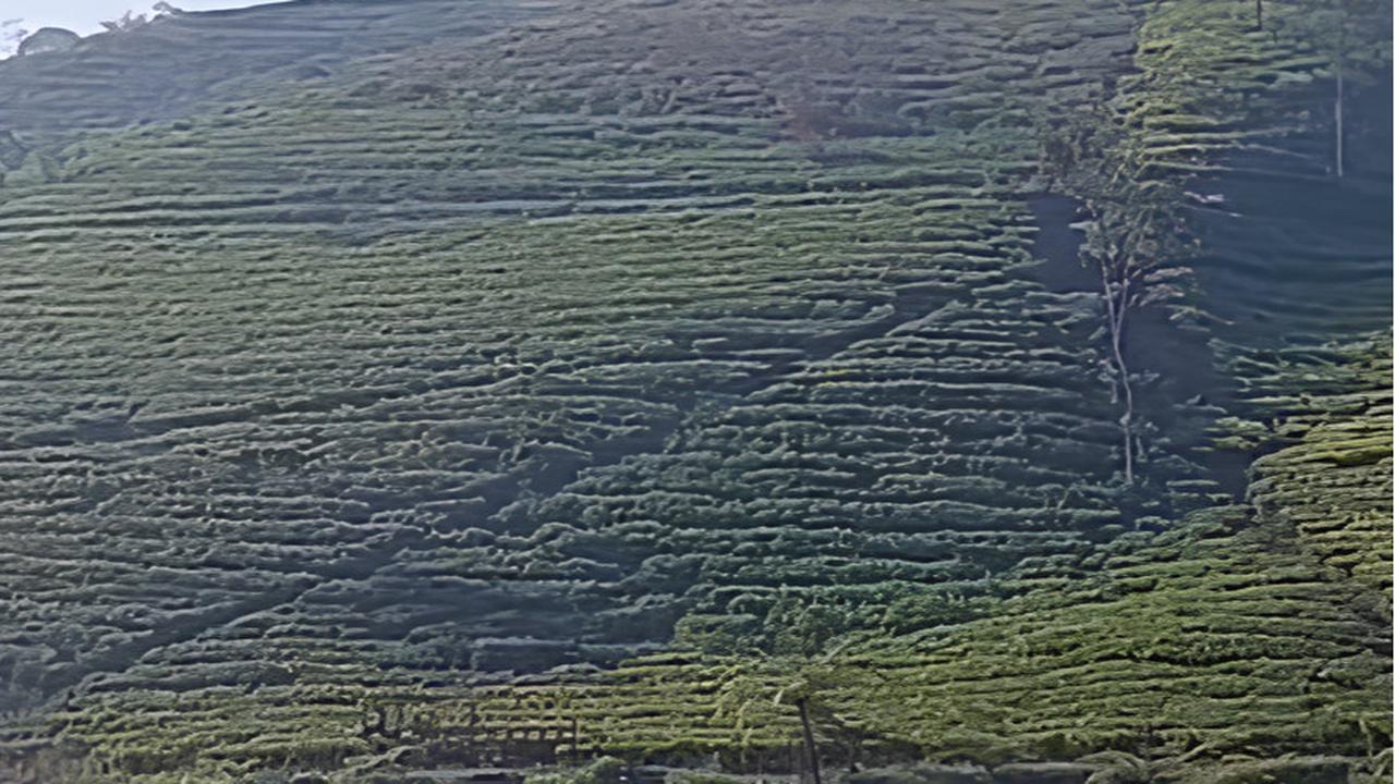 Daya Tarik Situ Datar Pangalengan untuk Liburan Akhir Tahun, Ngadem di Pinggir Danau yang Dikelilingi Kebun Teh
