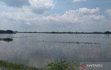 Banjir Demak Rendam Ratusan Hektare Sawah, Ribuan Rumah Terdampak
