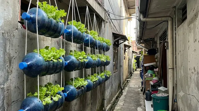 Kebun Vertikal Model Gantung Menggunakan Tali Nilon