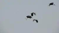 Migrasi burung Siberia di pesisir timur Jambi. (Liputan6.com/Jambi)
