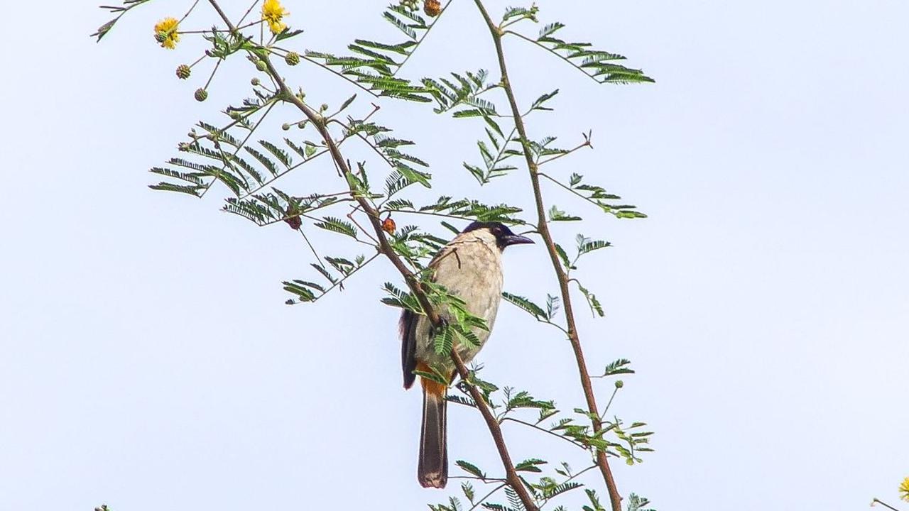 <b>Jenis Makanan Burung Kutilang</b>