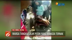 Nyaris setiap hari warga datang ke lokasi kejadian dan ke dalam gua untuk melihat sarang ular.