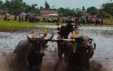 Harga Beras Melonjak Tajam, Daya Beli Petani Jadi Lebih Baik?