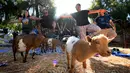 Sejumlah peserta melakukan gerakan Yoga yang dikelilingi kambing di Thousand Oaks, California (4/6). Yoga bersama kambing yang kini menjadi tren di Amerika Serikat diselenggarakan oleh Lavenderwood Farm. (AFP Photo/Mark Ralston)