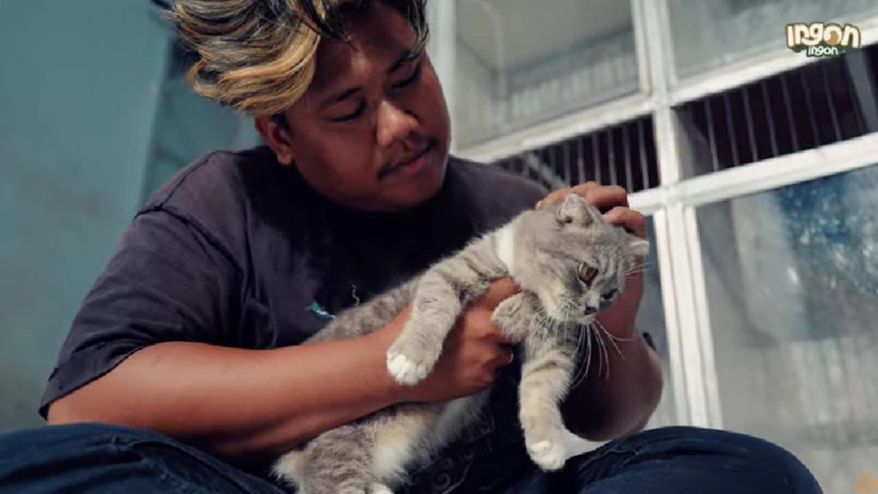 Kucing sebagai Teman