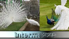 (Liputan6.com)