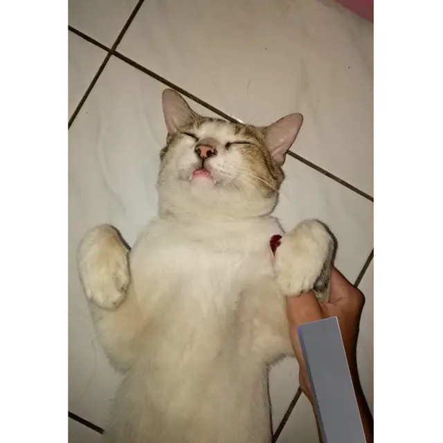 6 Potret Lucu Kucing Tidur Pulas Sampai Menganga Ini Bikin Gemas