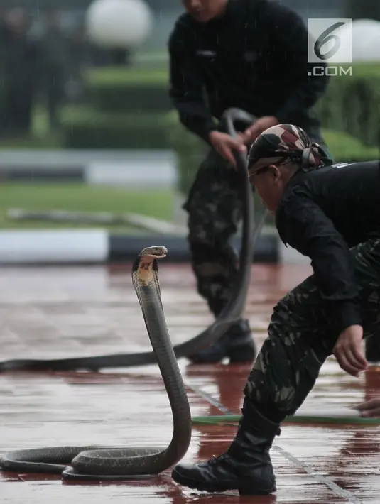 Aksi prajurit TNI menjinakkan ular kobra di Mabes TNI Cilangkap, Jakarta, Kamis (3/5). Berbagai atraksi prajurit TNI ditampilkan untuk menghibur kedatangan Presiden Jokowi dan Sultan Brunei, Hassanal Bolkiah. (Merdeka.com/Iqbal S. Nugroho)