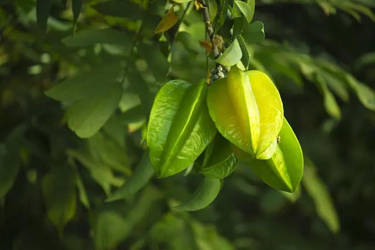 Manfaat Menakjubkan dari Belimbing yang Perlu Anda Tahu