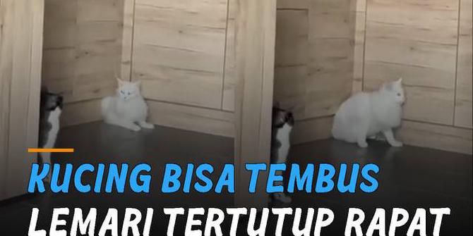 VIDEO: Bikin Penasaran, Kucing Bisa Tembus Lemari yang Tertutup Rapat