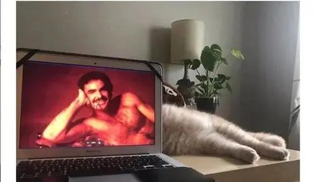 6 Momen Kebetulan Tingkah Kucing Sama dengan Tokoh di TV Ini Bikin Gemas