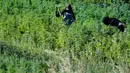 Pekerja menyingkirkan kotoran dan daun kering di ladang ganja di Lembah Bekaa, Desa Yammoune, Kota Baalbek, Lebanon, Senin (23/7). Belum diketahui seberapa cepat realisasi kebijakan legalisasi ganja medis  dirampungkan. (AP Photo/Hassan Ammar)