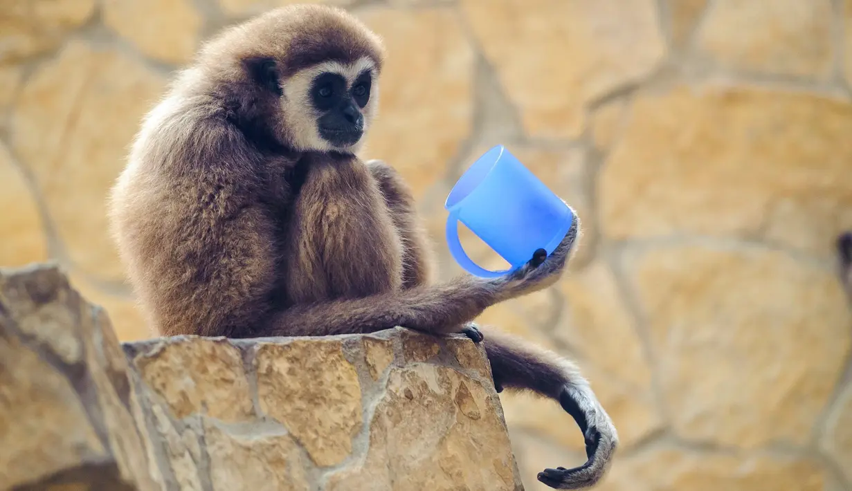 Seekor siamang mengamati gelas kosong usai meminum teh hangat di kebun binatang Debrecen, Hungaria, Rabu (25/1). Pihak pengelola bonbin memberikan minuman hangat kepada para hewan untuk menghangatkan tubuh saat udara dingin. (Zsolt Czegledi/MTI via AP)