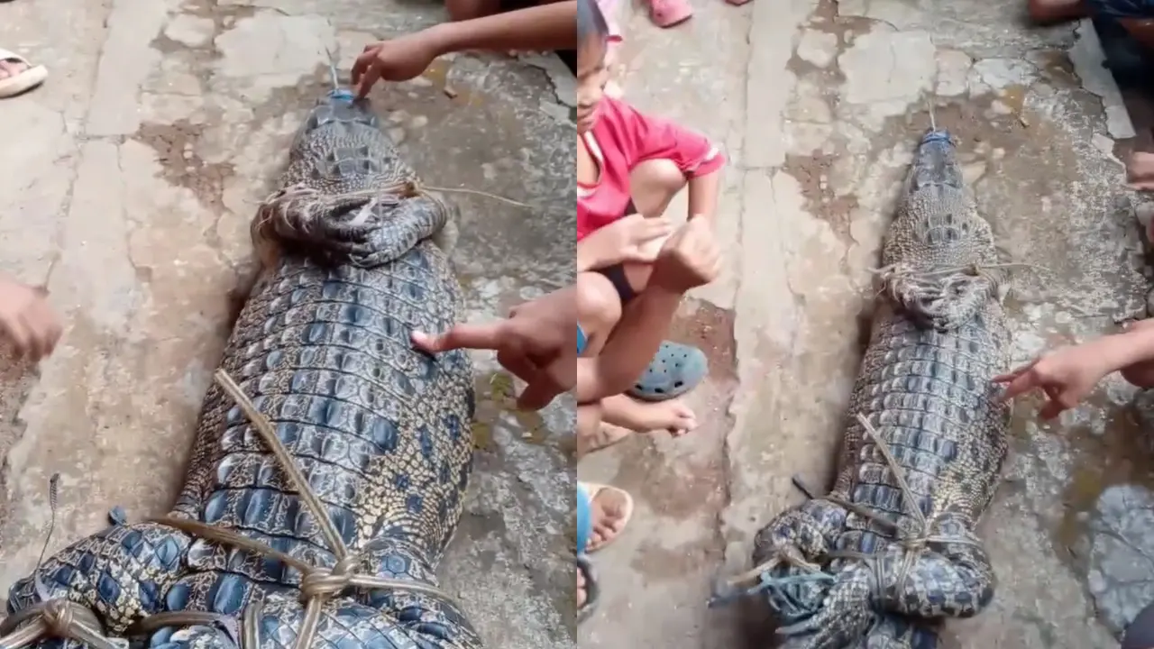 Buaya Liar Tiba-tiba Muncul di Permukiman Warga Lampung Utara