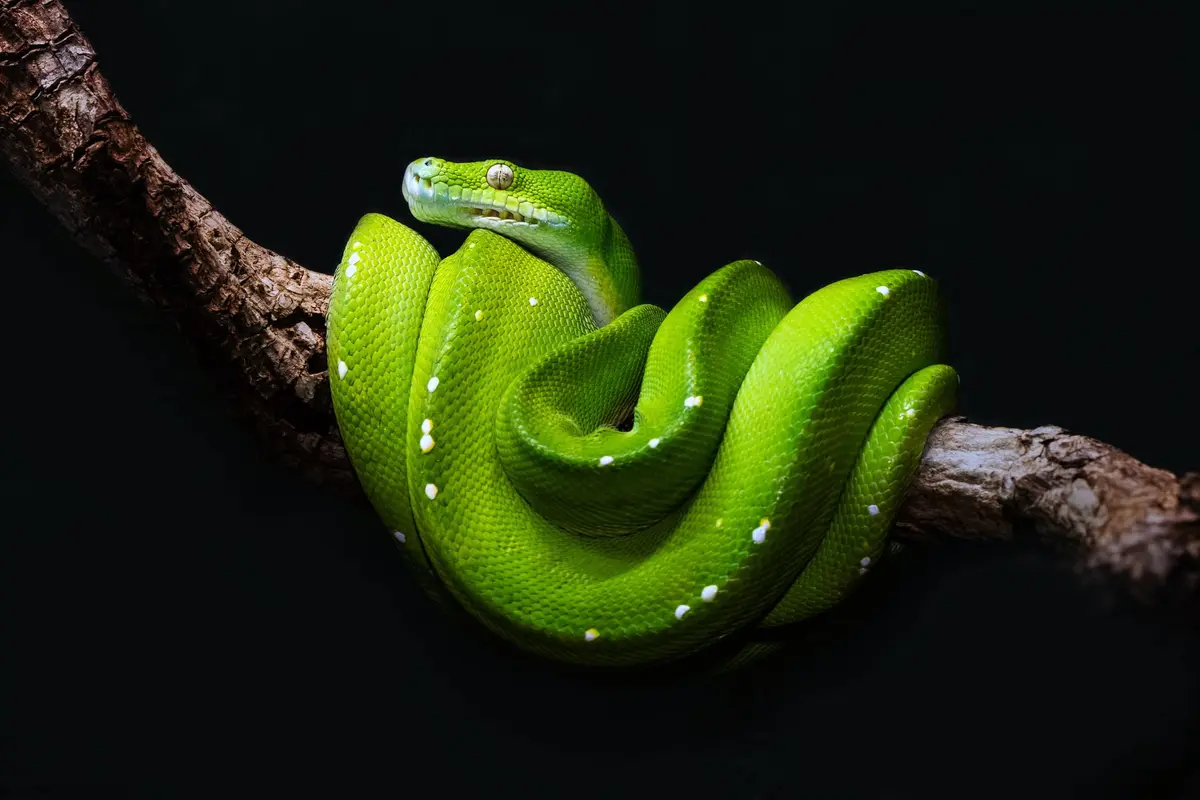 ular
