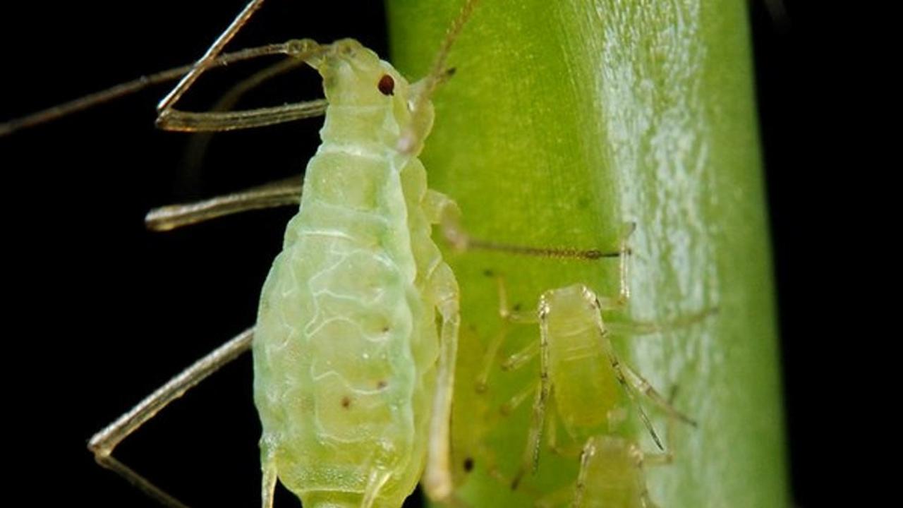 Kutu Daun (Wikimedia Commons/PLoS Biology)