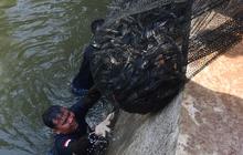 FOTO: Operasi  Penangkapan  Ikan Sapu Sapu di Setu Babakan Capai Lebih dari Tiga Ton