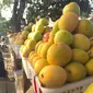 Berkah Lebaran, pedagang buah Mangga Gedong Gincu di Cirebon banyak diburu. Foto (Liputan6.com / Panji Prayitno)