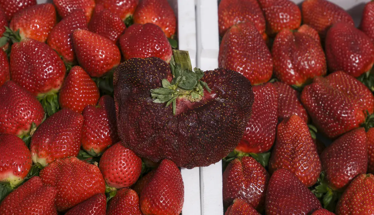 Sebuah stroberi dengan berat 289 gram (lebih dari setengah pon) dipajang di Kadima-Zoran, Israel, Kamis, 17 Februari 2022. Stroberi berukuran super tersebut adalah varietas lokal yang disebut Ilan yang cenderung tumbuh dengan ukuran yang besar dan kuat. (AP Photo/Ariel Schalit)