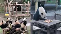 Viral Panda di China Makan dan Duduk Seperti Manusia (Sumber: Tangkapan Layar Tiktok dan Twitter)