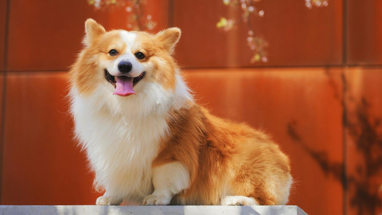 Corgi