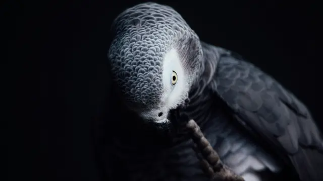 Pilih Satu Burung Hantu dalam 40 Detik,