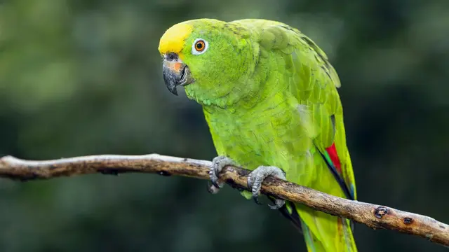 Amazon Parrots
