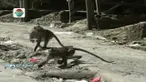 Para pedagang bersikap waspada sambil menjajakan dagangannya dari serbuan kera.