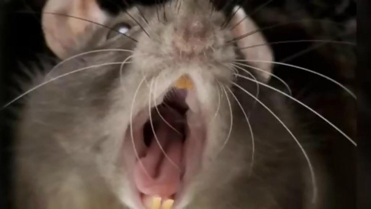 Tikus raksasa Afrika (0)