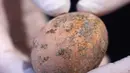 Arkeolog menunjukkan telur ayam berusia 1.000 tahun yang ditemukan selama penggalian di Kota Yavne, Israel, Rabu (9/6/2021). Otoritas Barang Antik Israel tampak senang dengan telur ayam berusia 1.000 tahun itu. (Emmanuel DUNAND/AFP)