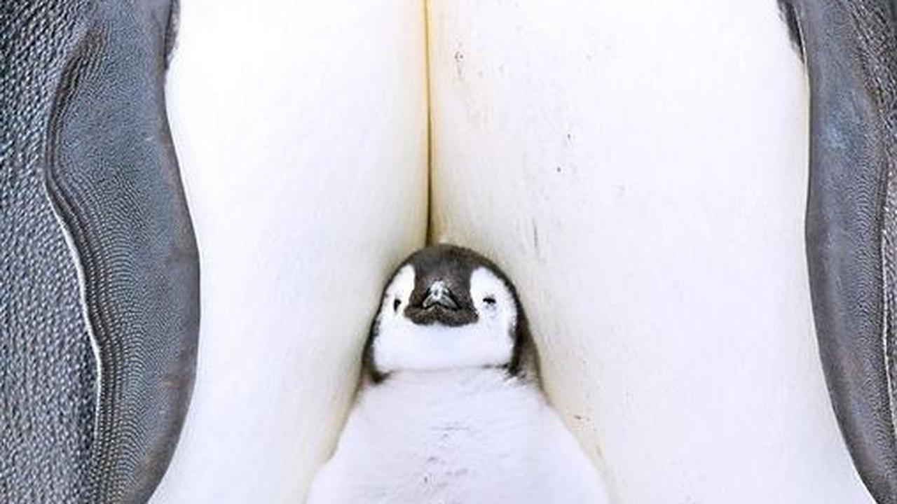 <b>Cara Merayakan Hari Penguin Sedunia</b>