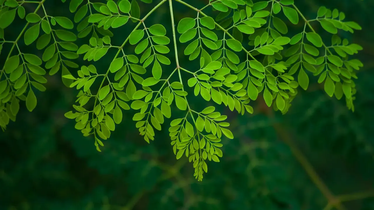 Daun Kelor