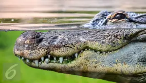 Ilustrasi Foto Buaya (iStockphoto)