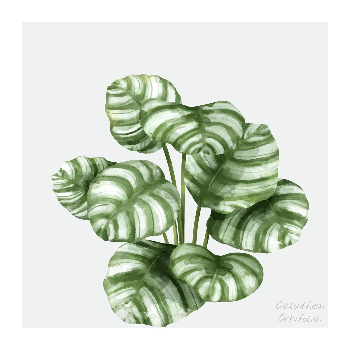 Ilustrasi calathea