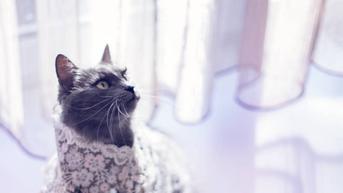 5 Alasan Mengapa Penting Bagi Kucing untuk Mengenakan Kalung
