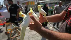 Seorang pria Irak memegang cockatiel di pasar hewan peliharaan al-Ghazal di ibukota Irak, Baghdad (11/10/2019). Pasar hewan peliharaan al-Ghazal ini hanya buka pada hari Jumat. (AFP Photo/Ahmad Al-Rubaye)