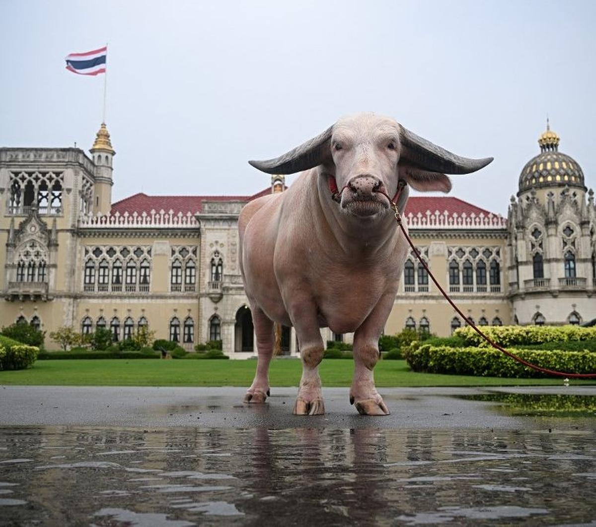 Seekor kerbau putih atau kerbau bule bernama Ko Muang Phet menjadi tamu tak biasa untuk Perdana Menteri (PM) Thailand Srettha Thavisin di Gedung Pemerintah, Bangkok, Thailand, pada 20 Maret 2024. Kerbau bertubuh besar, yang terkenal di kalangan peternak