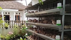 Usaha Ternak Tanpa Perlu Ubah Struktur Rumah Subsidi. (Foto: AI)