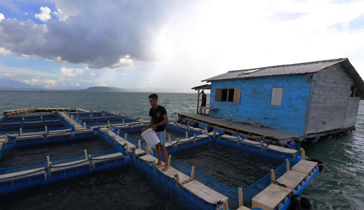 Mahasiswa memberi pakan pada ikan bawal bintang yang di budi daya untuk studi kampus di perairan Serang, Banten, Minggu (10/4/2022). KKP membuat dua program pengembangan budidaya berbasis pada ekspor dan pembangunan kampung perikanan budidaya berbasis kearifan lokal.  (Liputan6.com/Angga Yuniar)