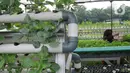 Warga kelompok tani Komplek AL Gandaria memanen sayuran di kebun Hidroponik di Radio Dalem, Jakarta, Senin (14/2/2022). Kebun yang dikelola mandiri warga ditanami sayuran kangkung, bayam brazil, seledri dan sawi ijo dengan rata-rata pendapatan sekitar Rp5 juta per bulan. (merdeka.com/Arie Basuki)